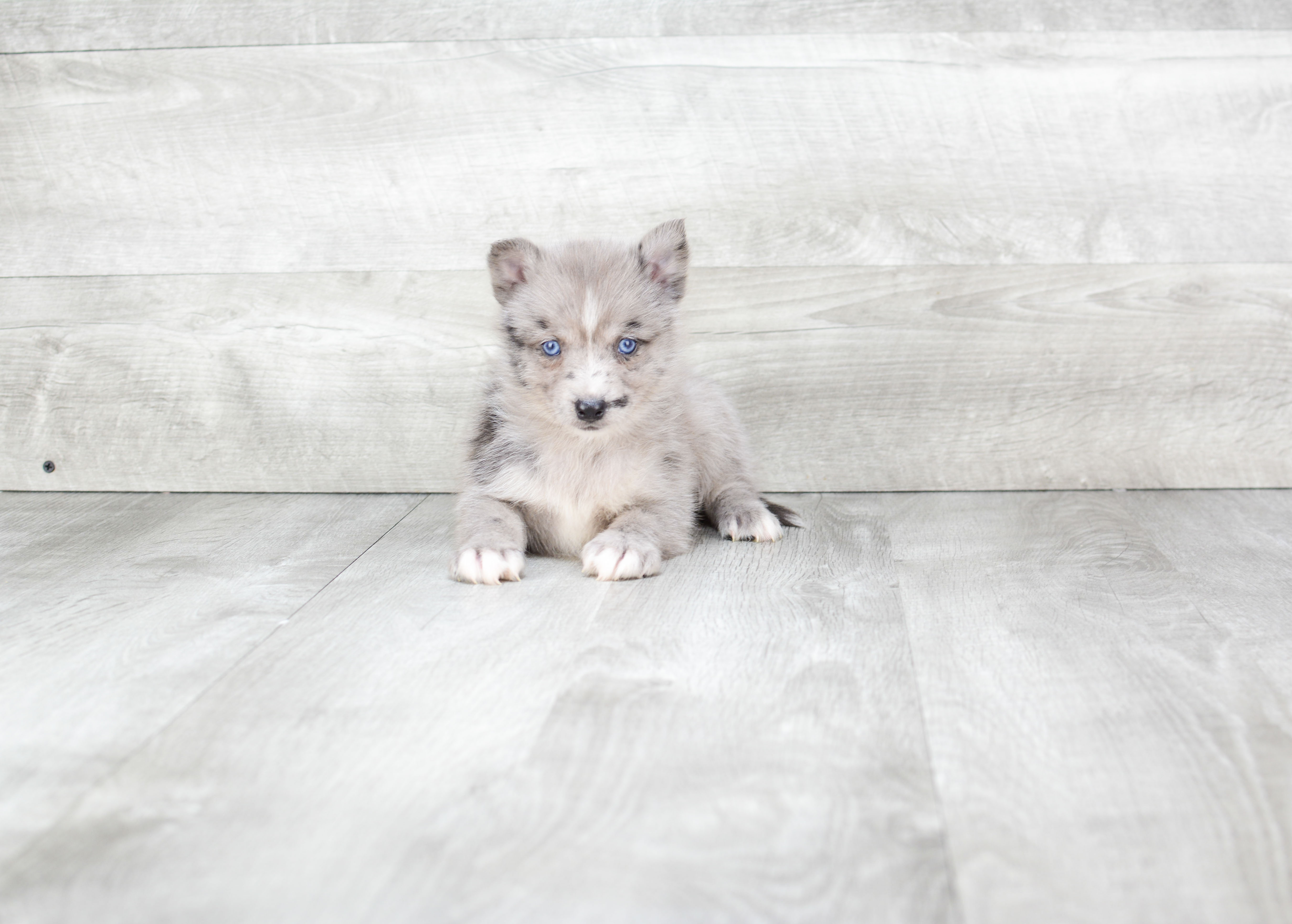 Pomsky Puppy for Adoption