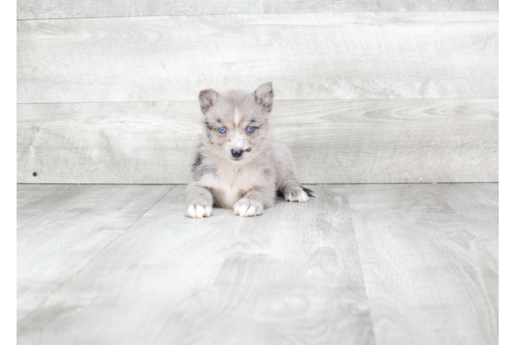 Pomsky Puppy for Adoption