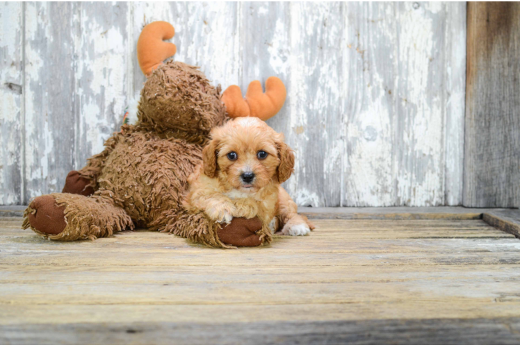 Best Cavapoo Baby