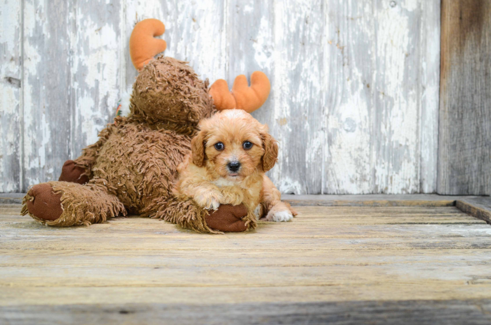 Best Cavapoo Baby