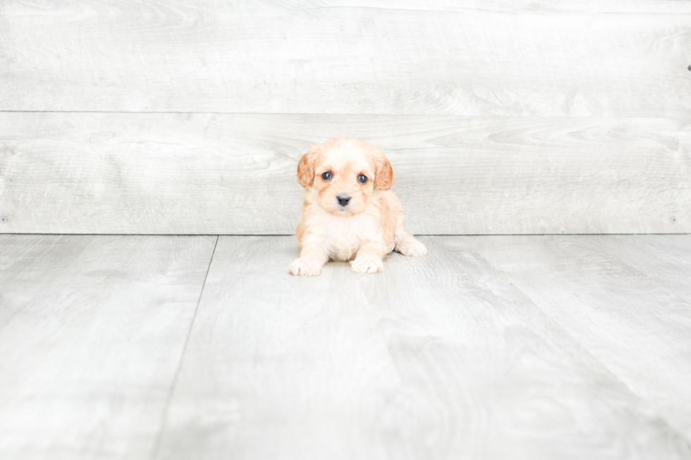 Energetic Cavoodle Poodle Mix Puppy