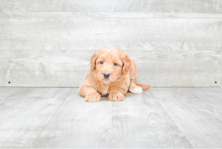 Mini Goldendoodle Pup Being Cute