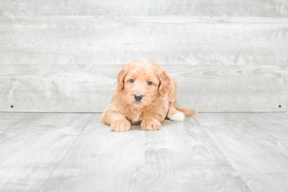 Mini Goldendoodle Pup Being Cute