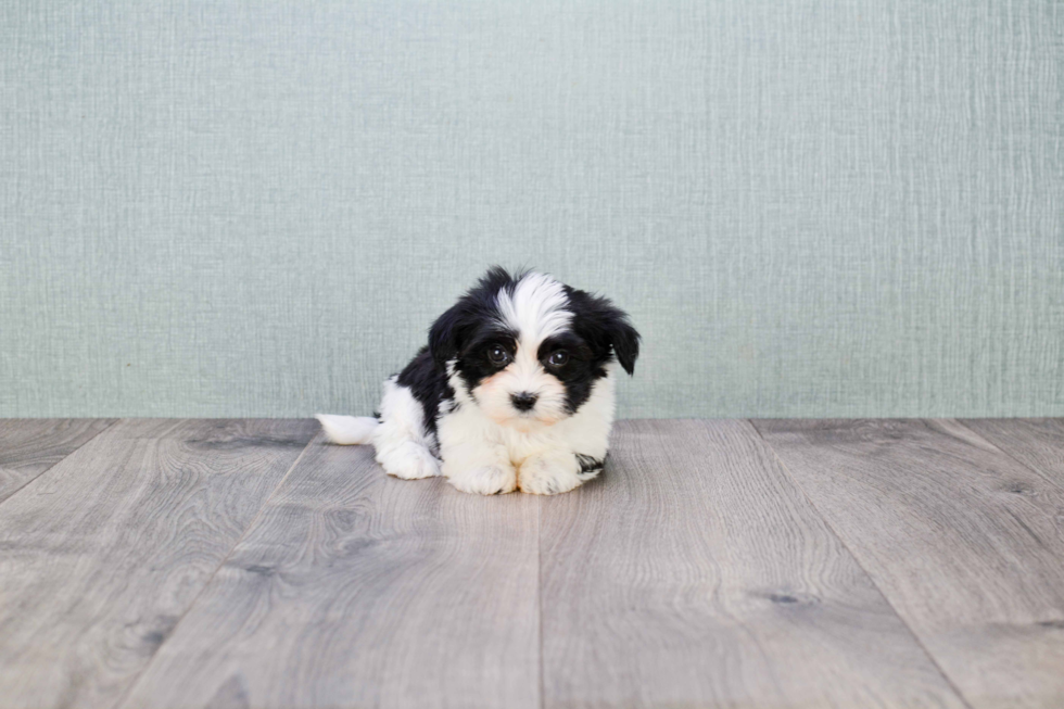 Morkie Pup Being Cute