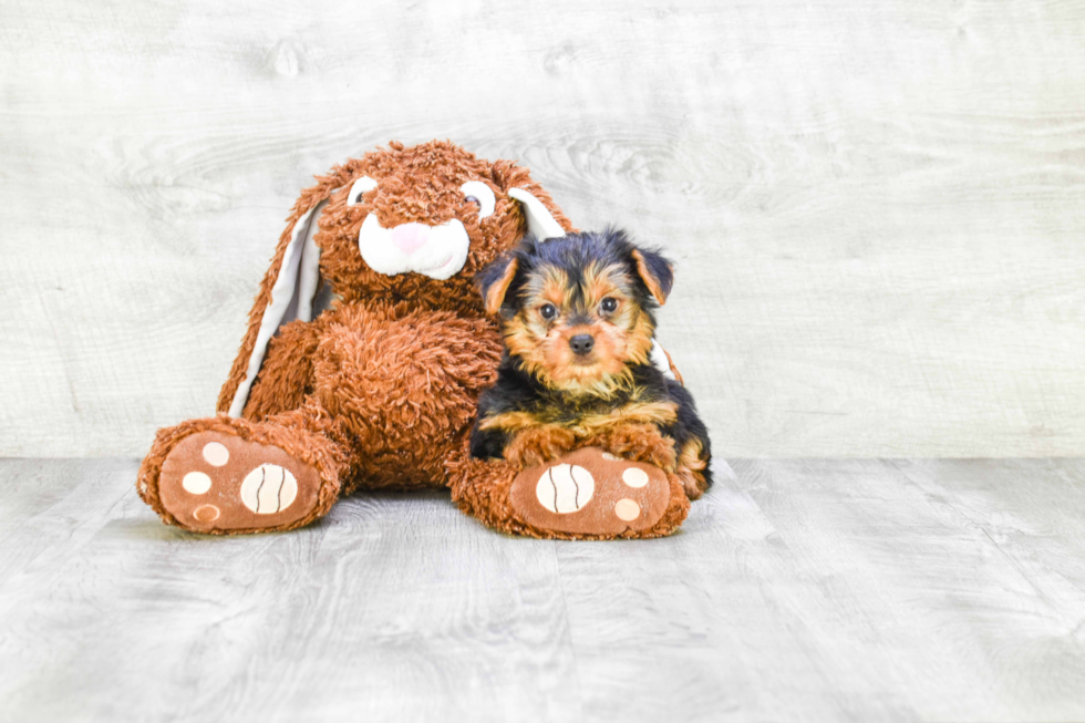 Meet Stevo - our Yorkshire Terrier Puppy Photo 