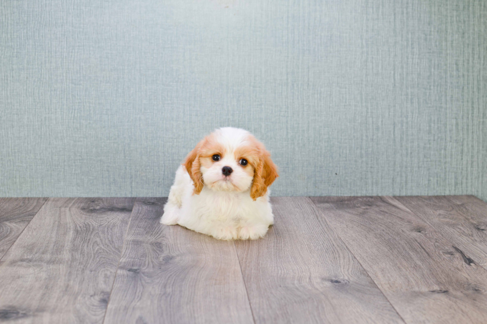 Cavapoo Pup Being Cute