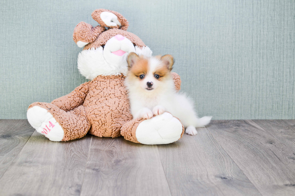 Little Pomeranian Purebred Pup