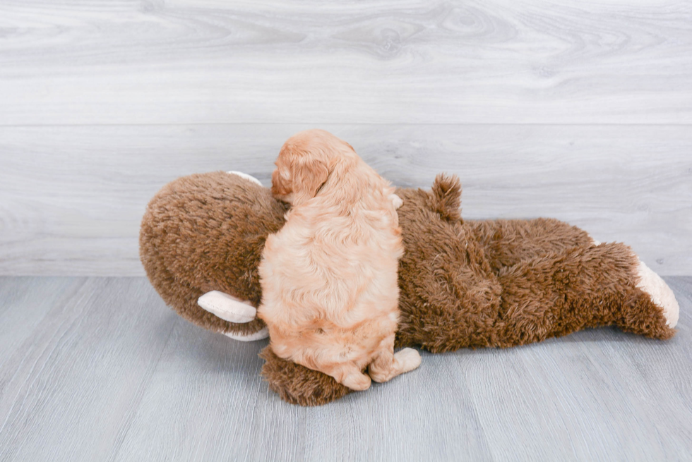 Adorable Cavoodle Poodle Mix Puppy