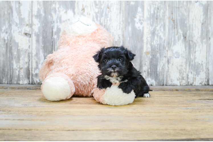 Morkie Pup Being Cute