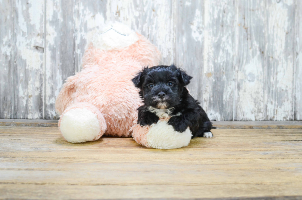 Morkie Pup Being Cute