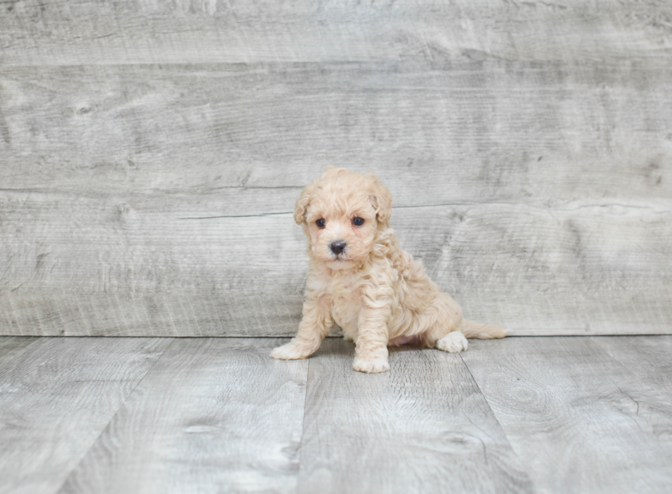 Maltipoo Puppy for Adoption