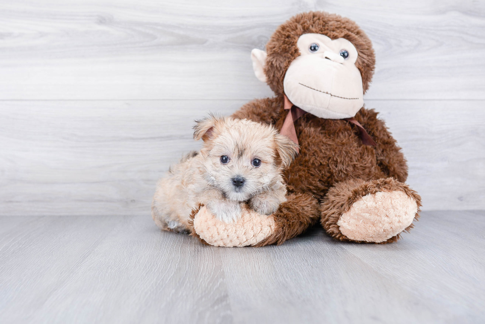 Fluffy Morkie Designer Pup