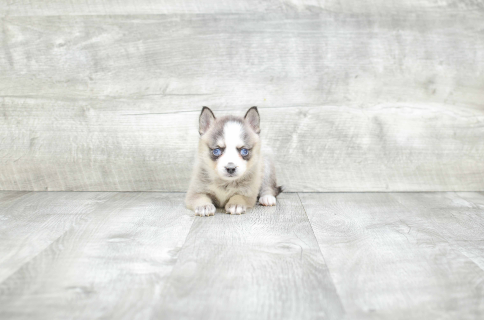 Happy Pomsky Baby