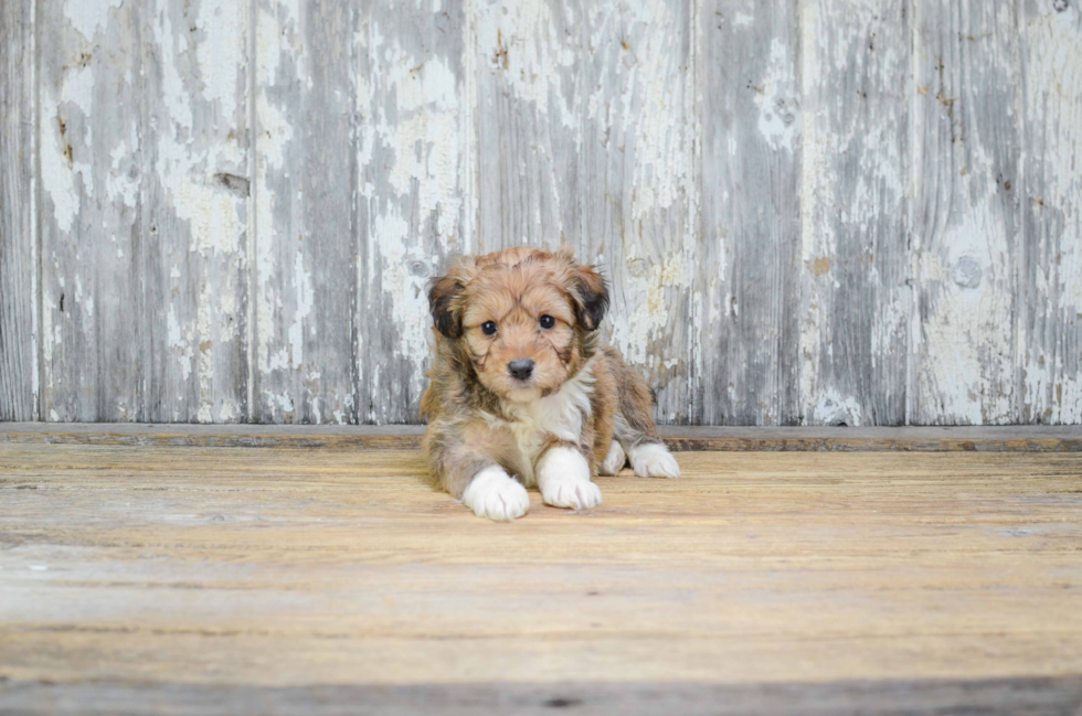 Best Mini Aussiedoodle Baby