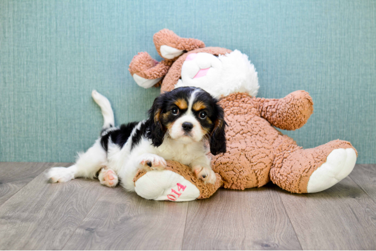 Cavalier King Charles Spaniel Puppy for Adoption