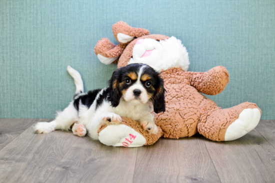 Cavalier King Charles Spaniel Puppy for Adoption