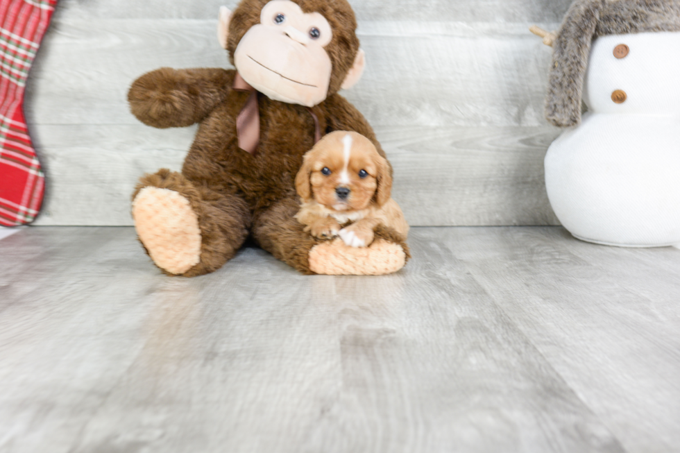 Little Cavalier King Charles Spaniel Baby