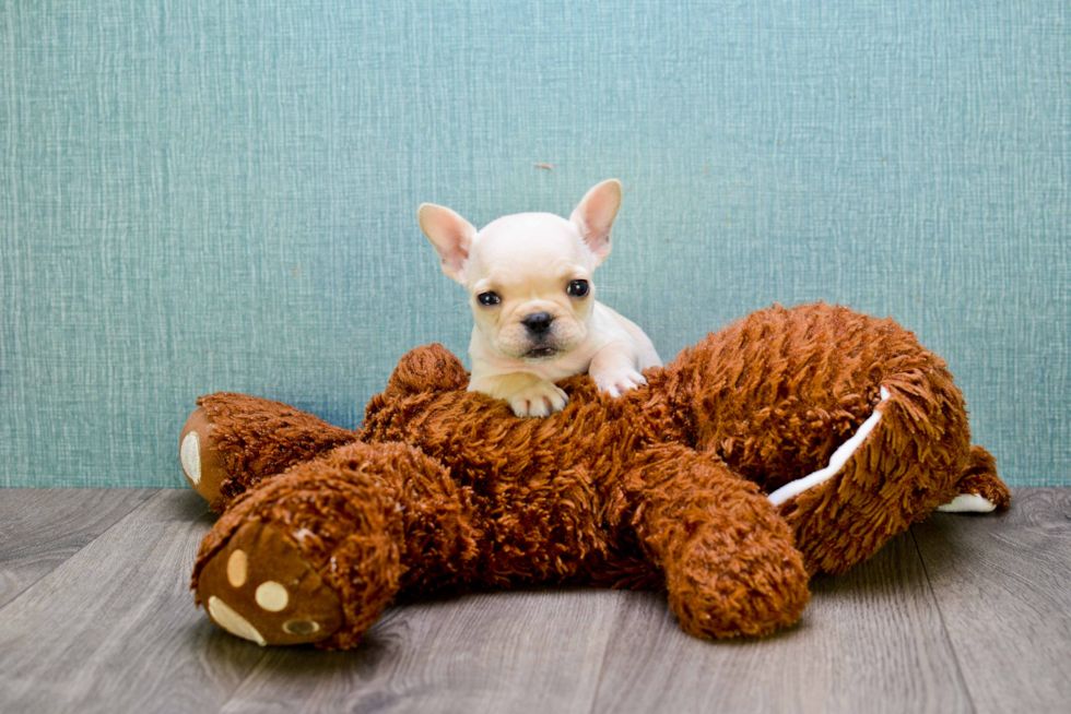 French Bulldog Pup Being Cute