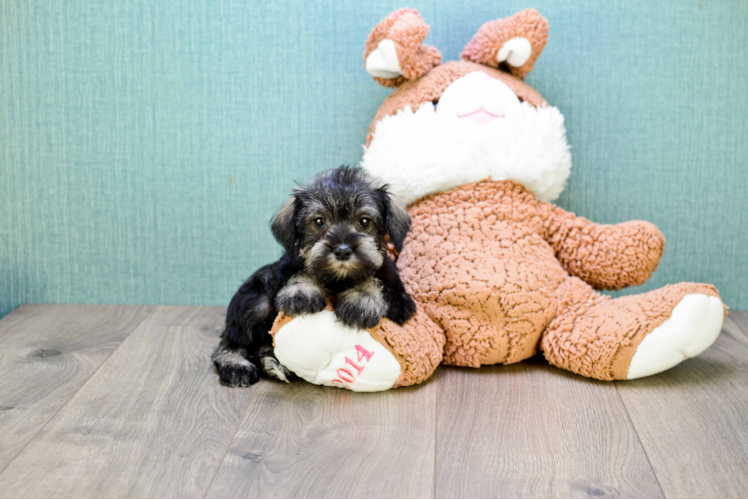 Cute Mini Schnauzer Baby