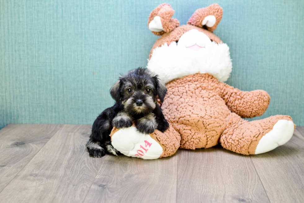 Cute Mini Schnauzer Baby