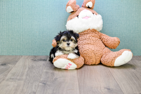 Morkie Puppy for Adoption