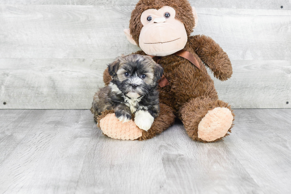 Friendly Havanese Purebred Pup