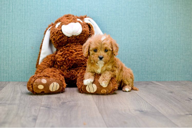 Best Cavapoo Baby