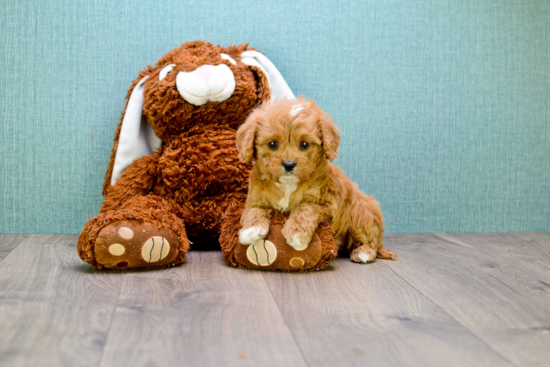 Best Cavapoo Baby