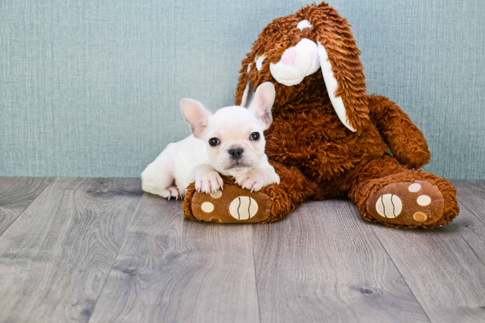 French Bulldog Puppy for Adoption