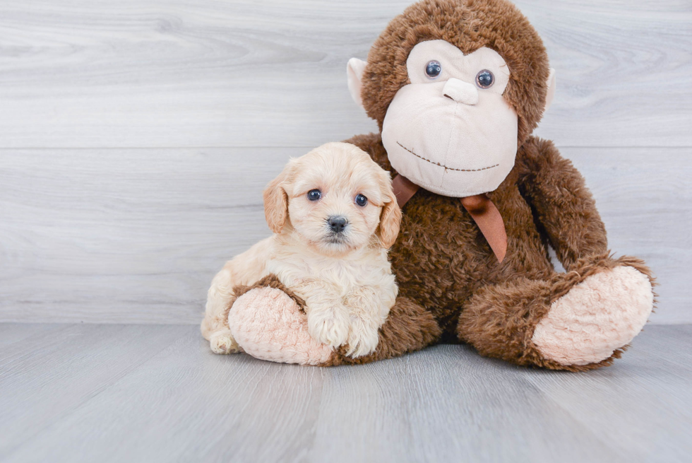 Cute Cavachon Baby