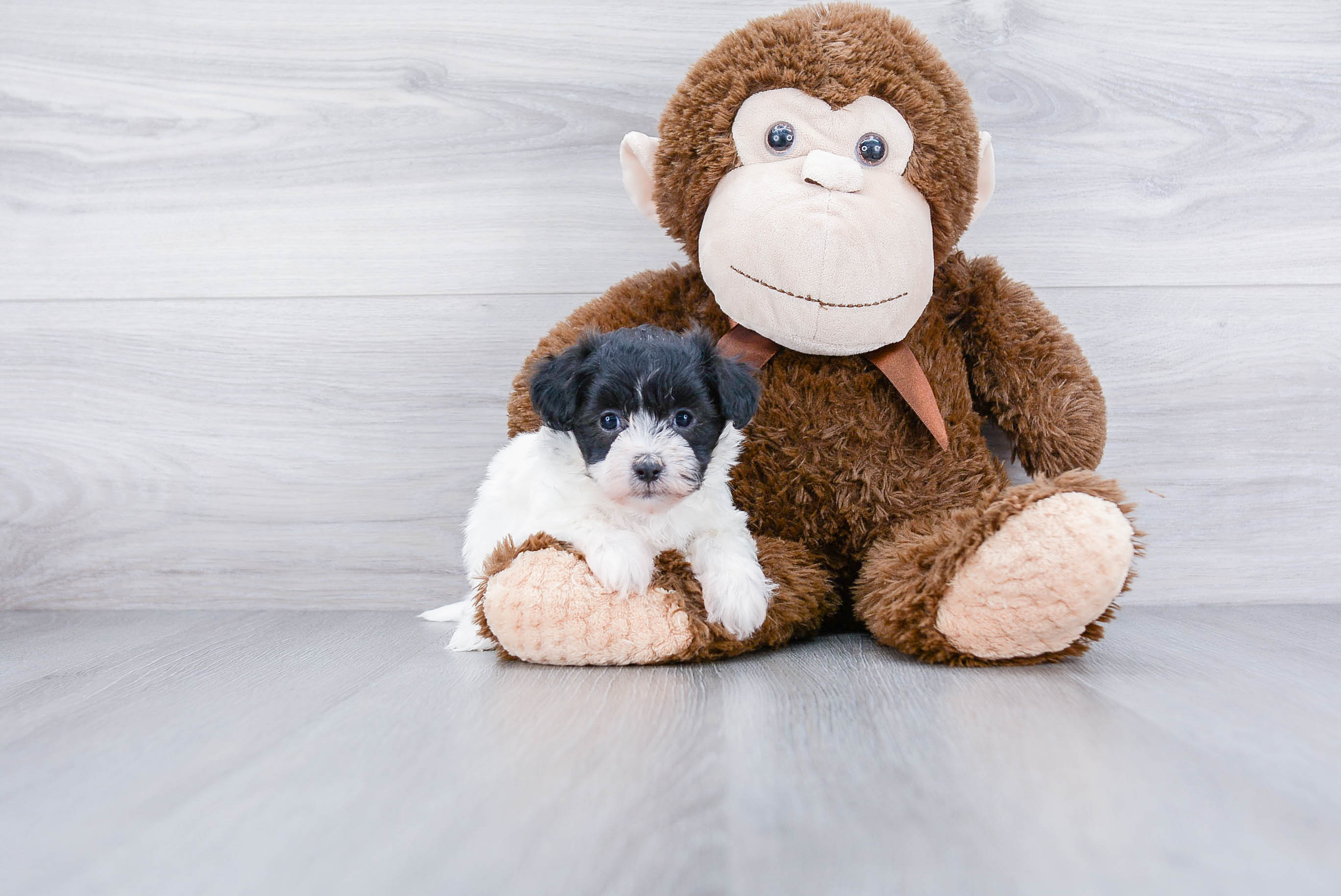 Best Maltipoo Baby