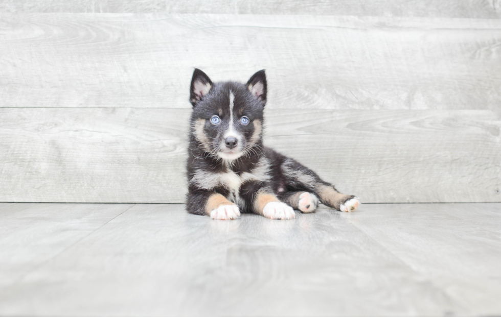 Pomsky Pup Being Cute