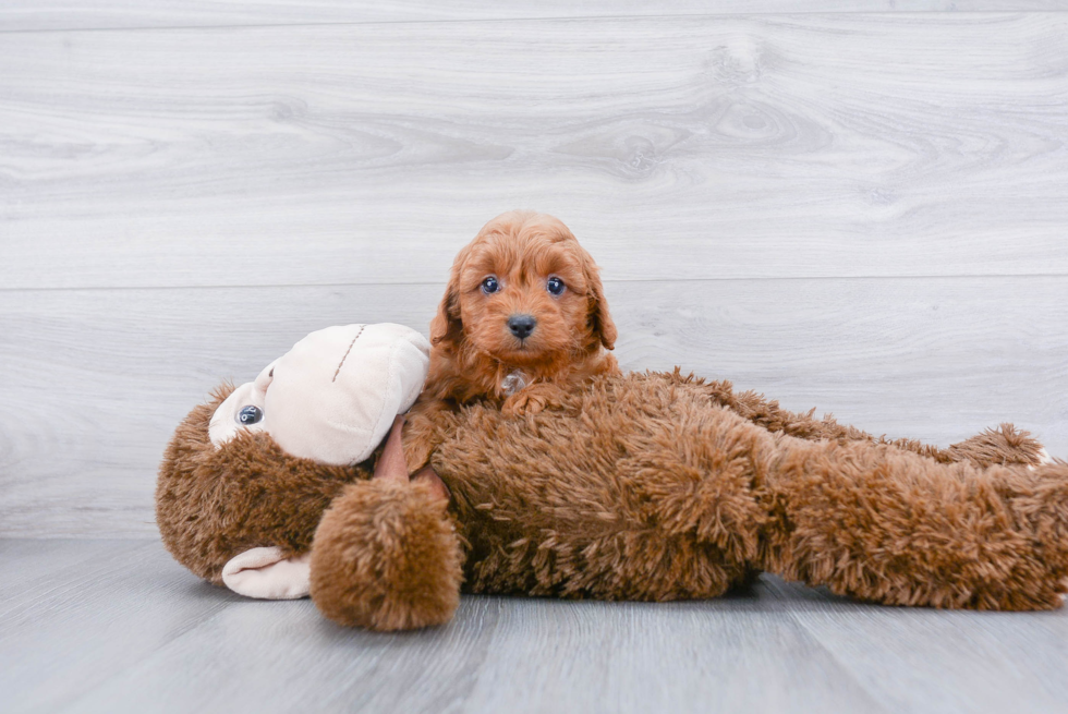 Cute Cavapoo Baby