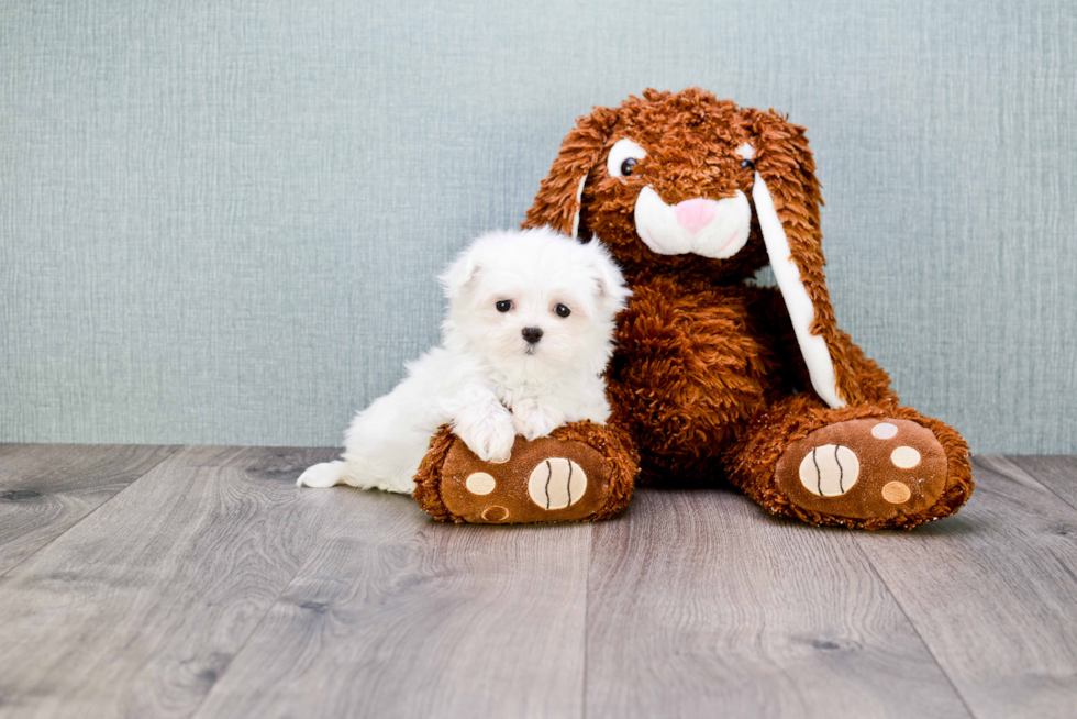 Little Maltese Purebred Pup