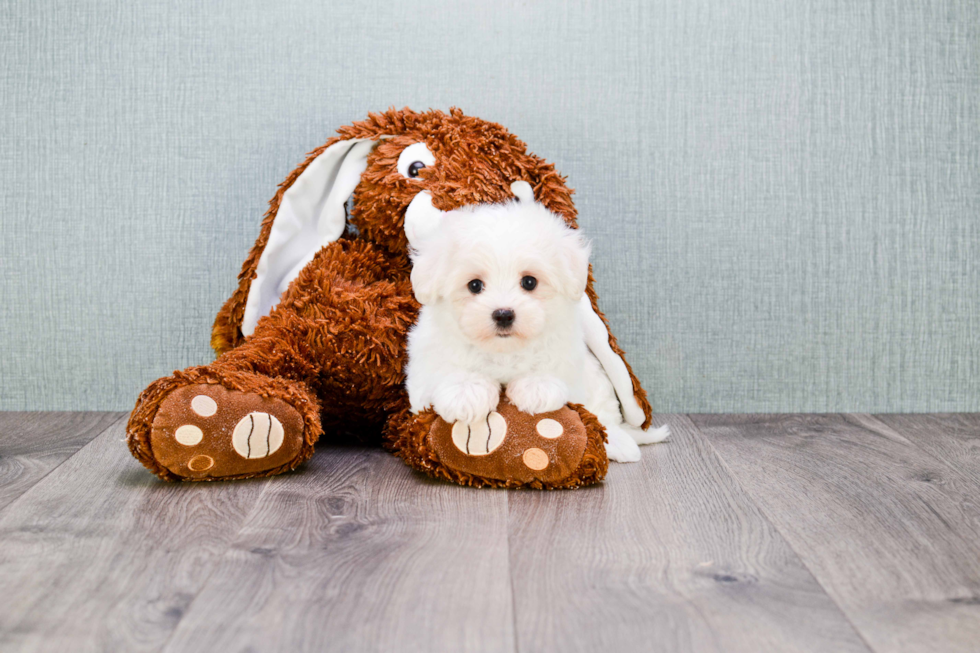 Maltipoo Pup Being Cute