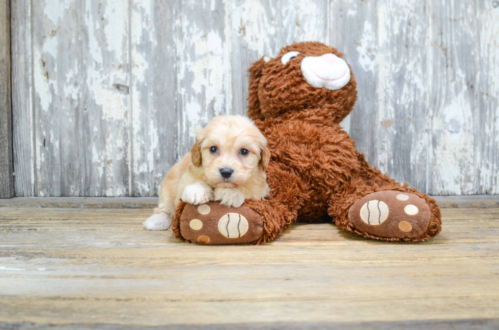 Cavachon Pup Being Cute