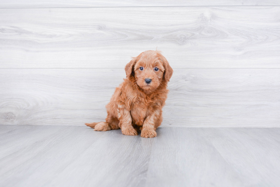 Mini Goldendoodle Pup Being Cute