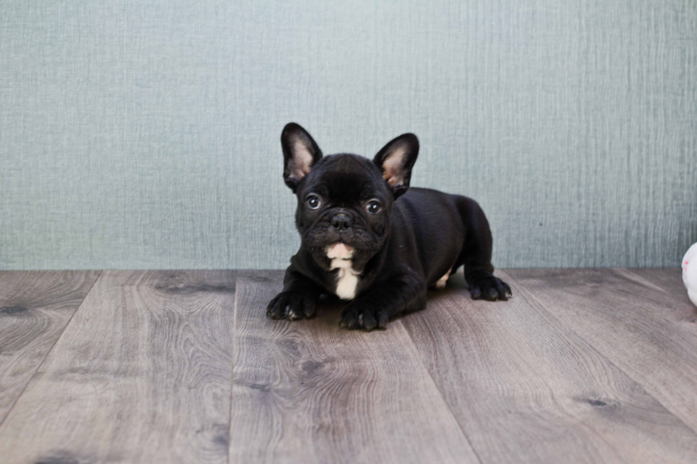 Little French Bulldog Baby