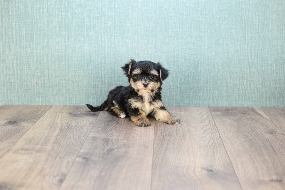 Morkie Pup Being Cute