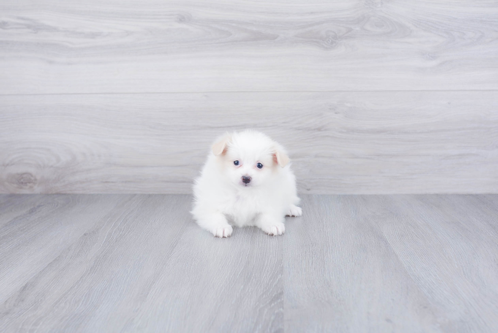 Sweet Pomeranian Purebred Puppy