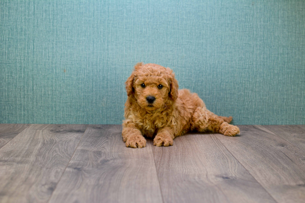 Mini Goldendoodle Puppy for Adoption