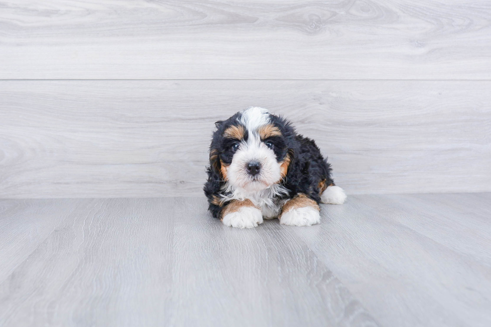 Petite Mini Bernedoodle Poodle Mix Pup