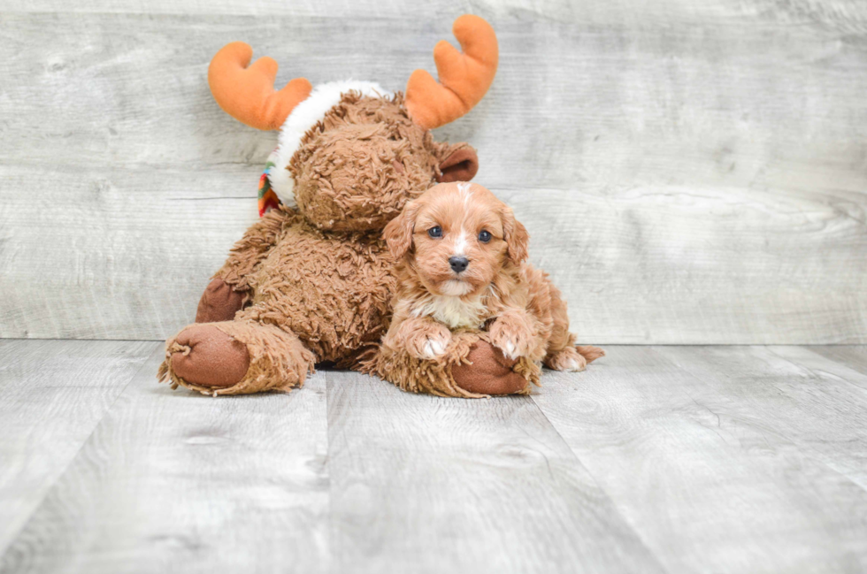 Cavapoo Puppy for Adoption