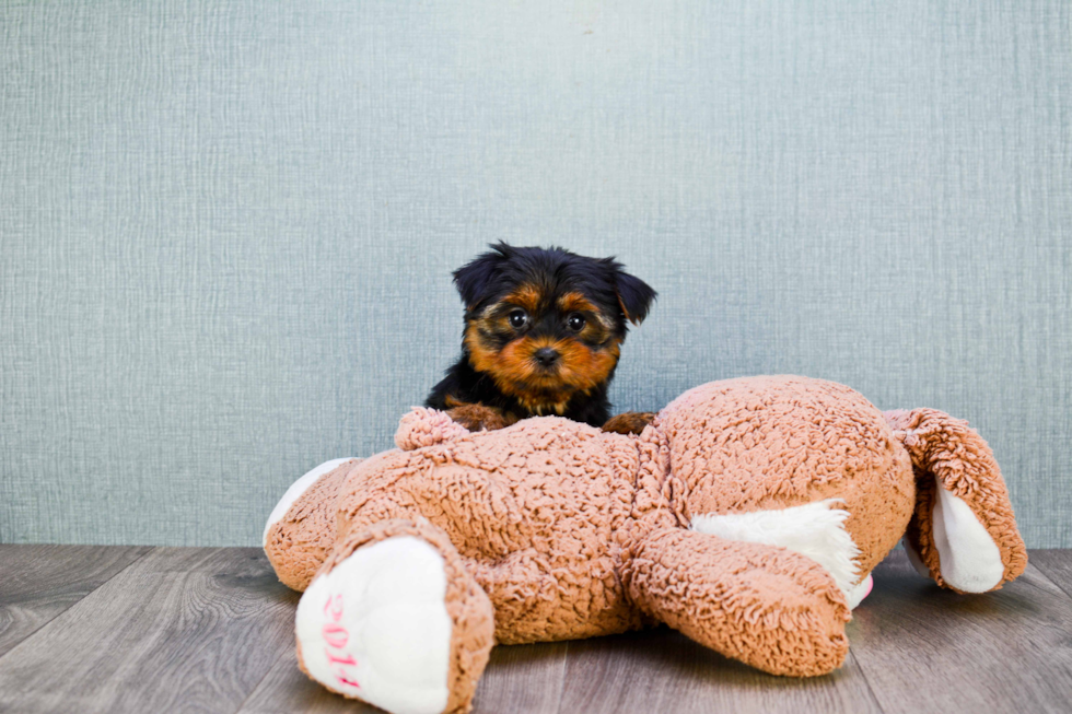 Meet Twinkle - our Yorkshire Terrier Puppy Photo 