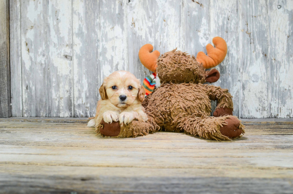 Cavachon Puppy for Adoption