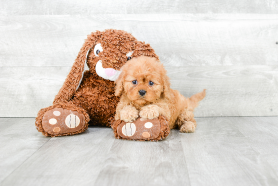 Cavapoo Puppy for Adoption