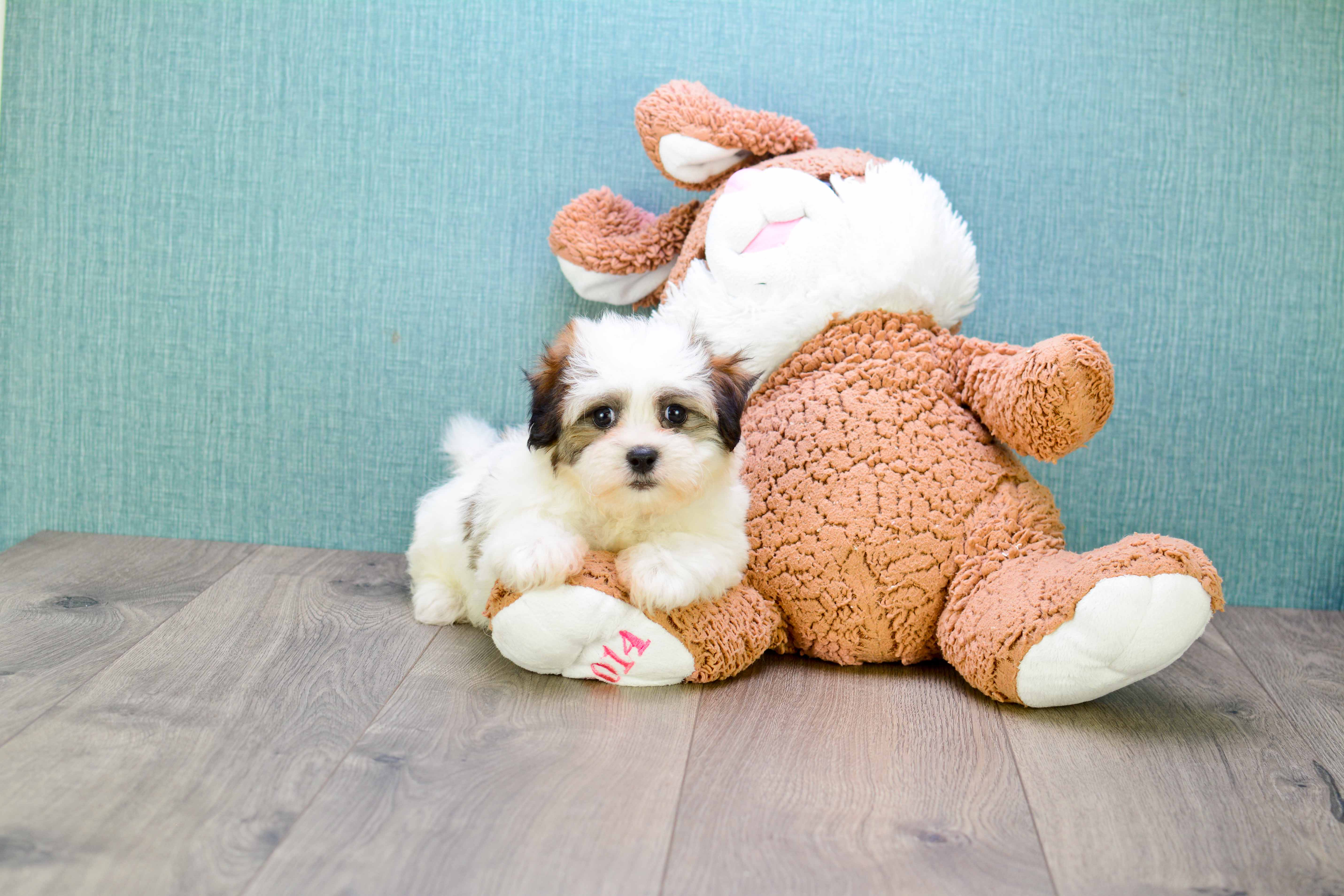 Cute Teddy Bear Baby