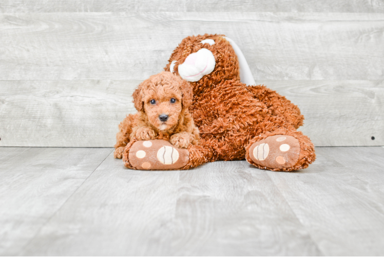 Playful Poodle Purebred Pup