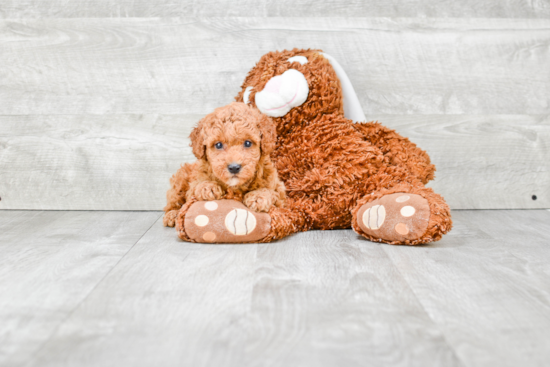 Playful Poodle Purebred Pup