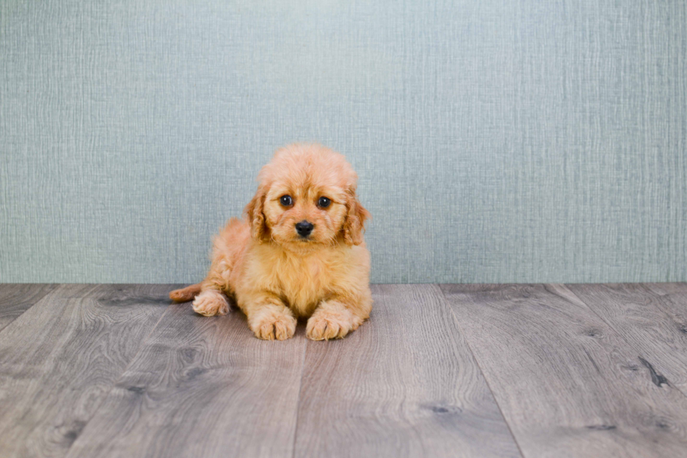 Friendly Cavapoo Baby